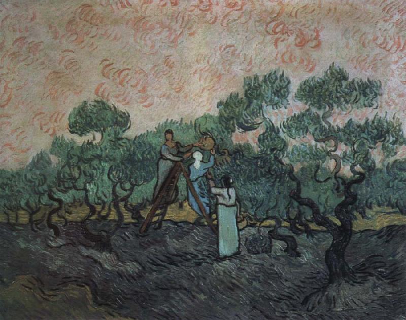 Vincent Van Gogh the olive pickers,saint remy,1889 Germany oil painting art